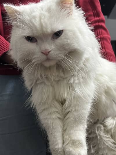 White persian CAT for sale