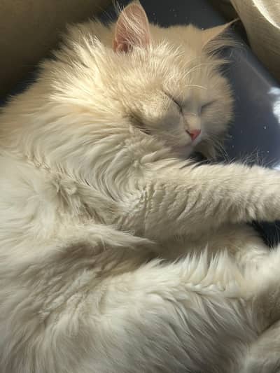 White Persian Cat  with cage