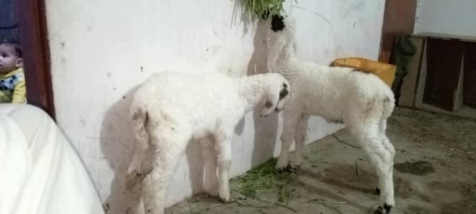 2 kajla cross  Dhumba age 3 months Eid tak tyar ho jaengy