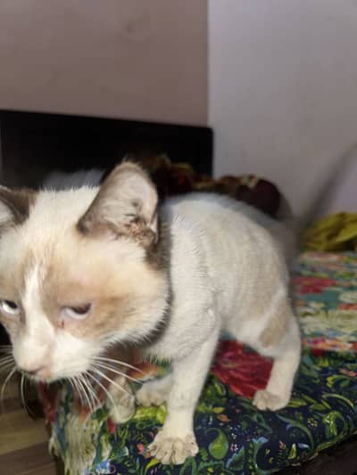 Persian cat blue eyes Siemens