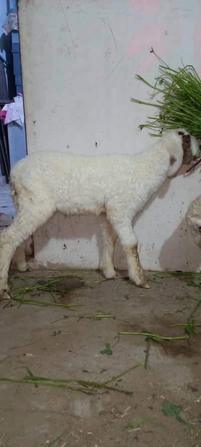 Dumba for Sale Age 3 months