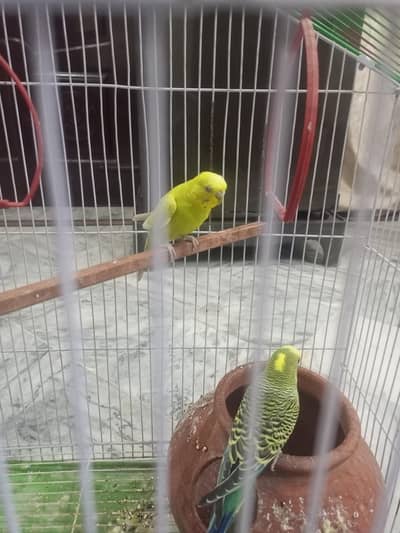 Australian Pair Parrots