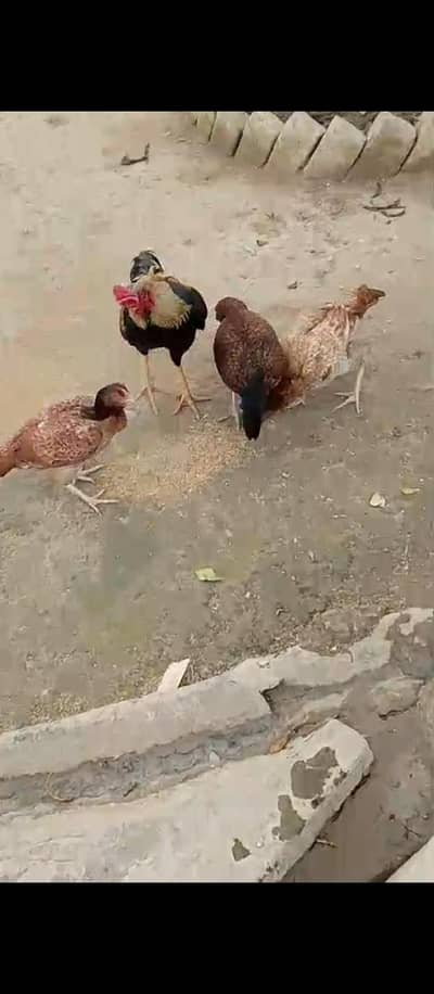 Raza Aseel murgi for sell