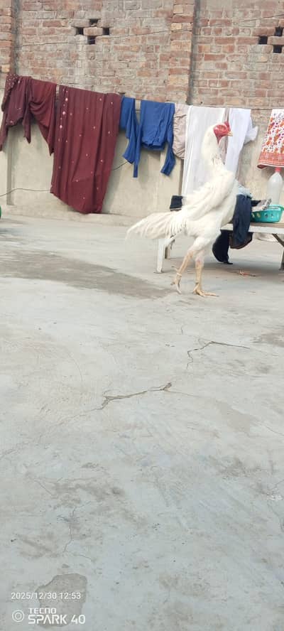 Aseel paper white in full quality male best heigt and standing breeder