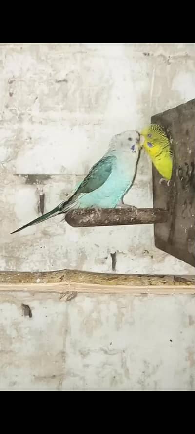 black wing breeder pair orcocktail chick