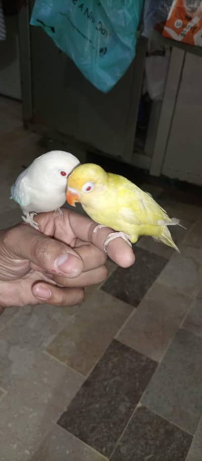 Love Bird | Creameno | Albino Red eye | Parrot