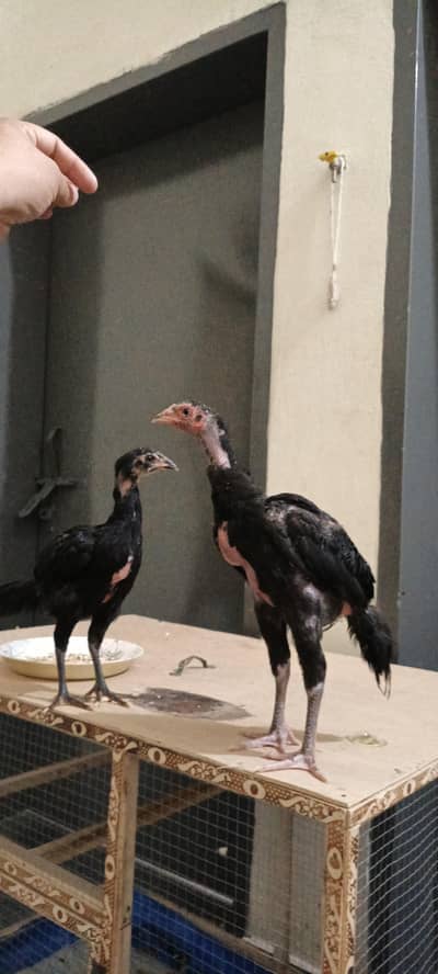  Shamo  Aseel Chicks (4-5 Month) | Long Height & A-Class Health