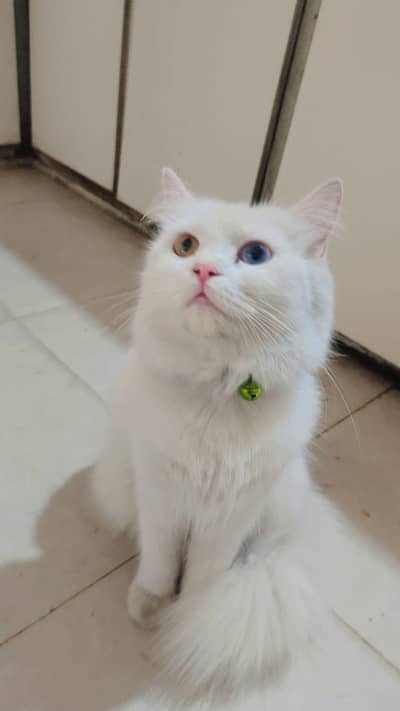 Persian Cat female