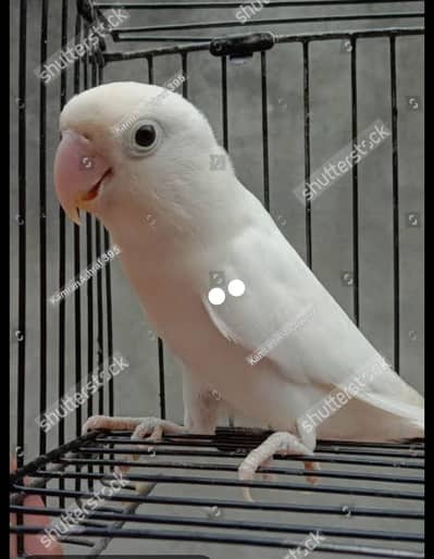 ALBINO BLACK EYE MALE