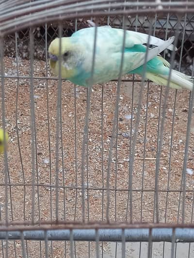 Rainbow budgie adult Pair