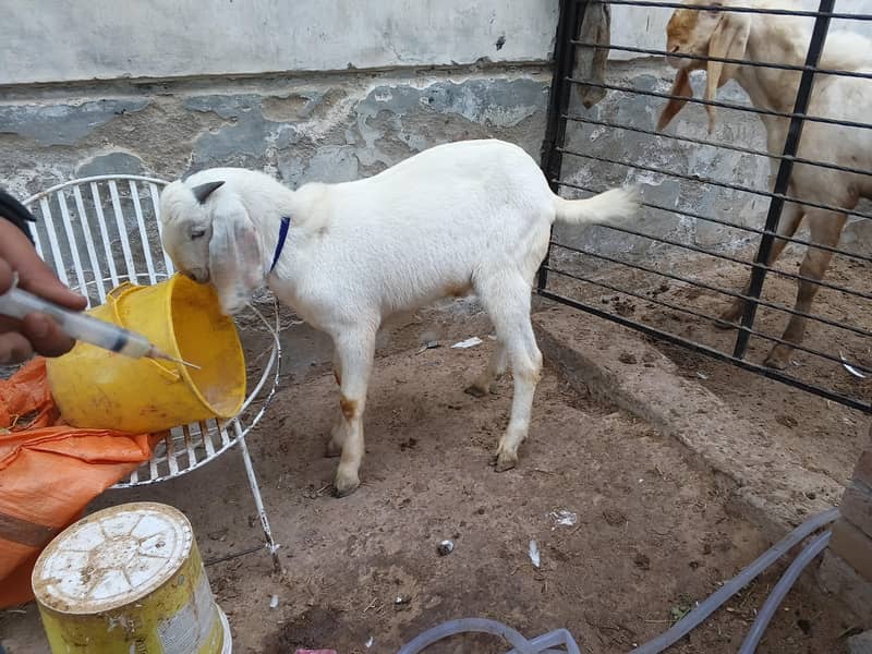 white bakra 0