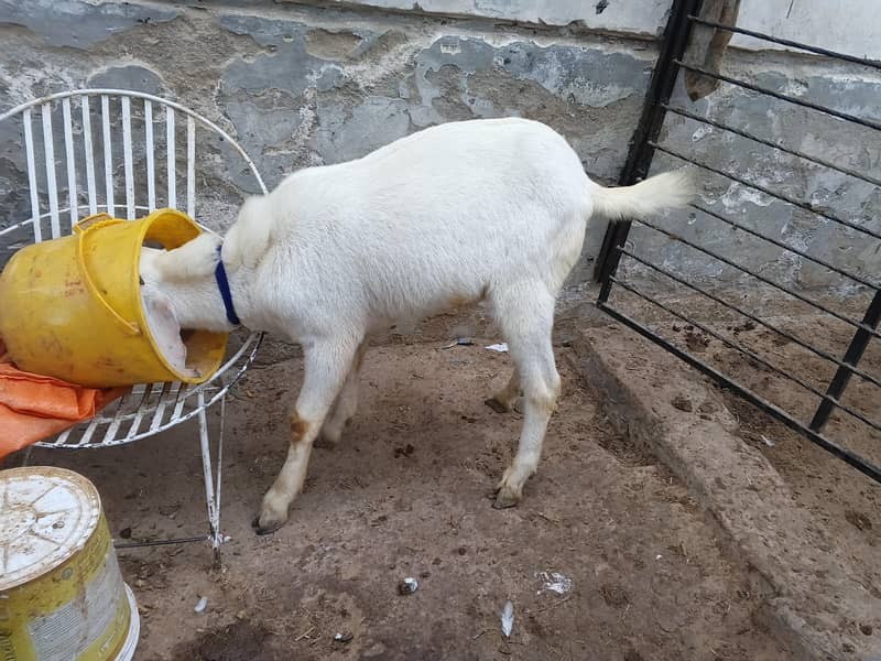 white bakra 1