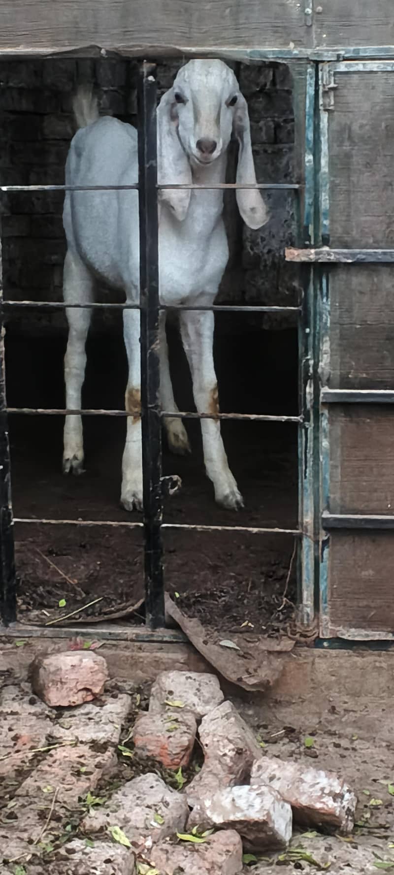 white bakra 4