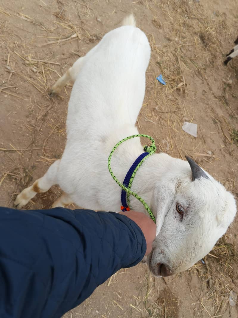 white bakra 5