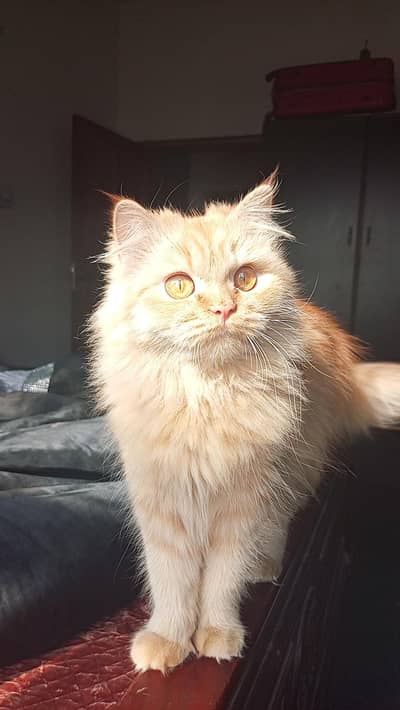 Persian punch face male cat