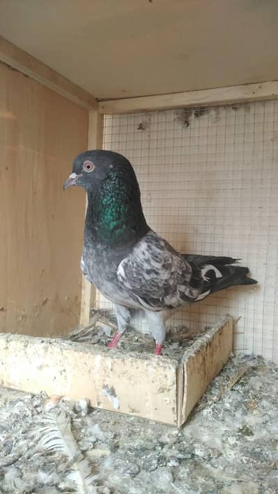 3 Vip Breeder Males for sale