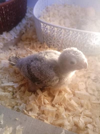 Blue Turquise black foot . chick on hand feed.