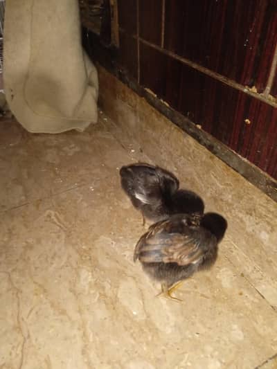 aseel chicks healthy active