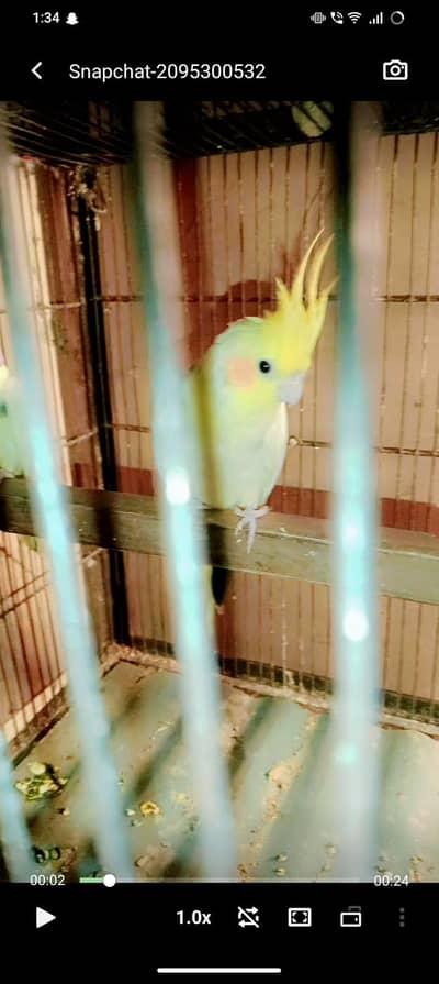 cream vpide cocktail parrot