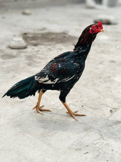 ASEEL READY PATHAY FOR SALE