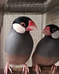 Finches grey java best 0