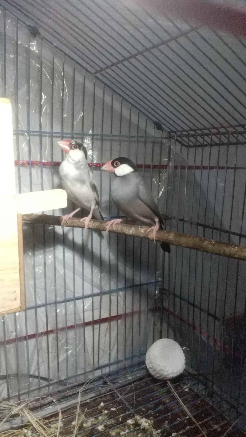 Finches grey java best 1