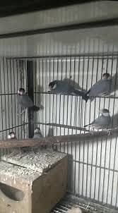Finches grey java best 2
