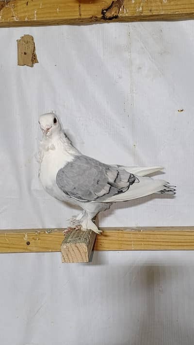 setinet white bar female karbalai pathe available