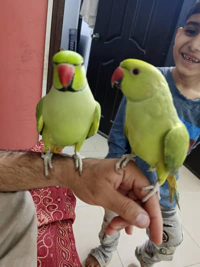 pair parrot