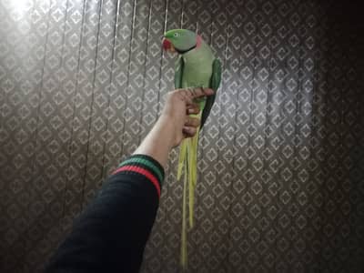 Hand tamed Orr talking Male