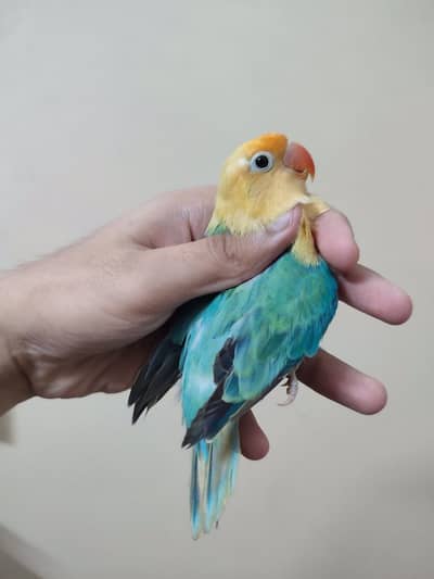 parblue opline possible dunfellow