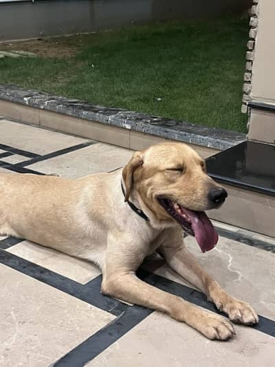 Mai chahta nhi sale karna but kar raha hun or bohot kam paiso mai