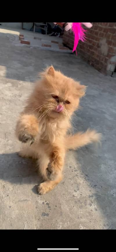 punch Face Male healthy and Active Urgent Sale