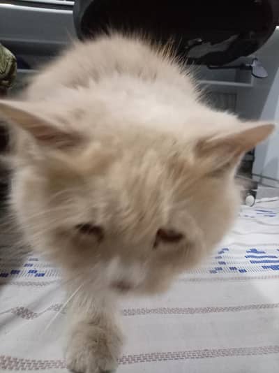 bhai 2 cat hen aik 7 month ki aor aik 2 saal