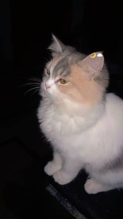 punch face triplle coat blu eyes kittena available