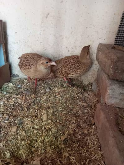 irani titter breeder pair