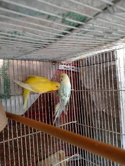 Bajri parrot Australian and Love birds parrots and cages pinjra