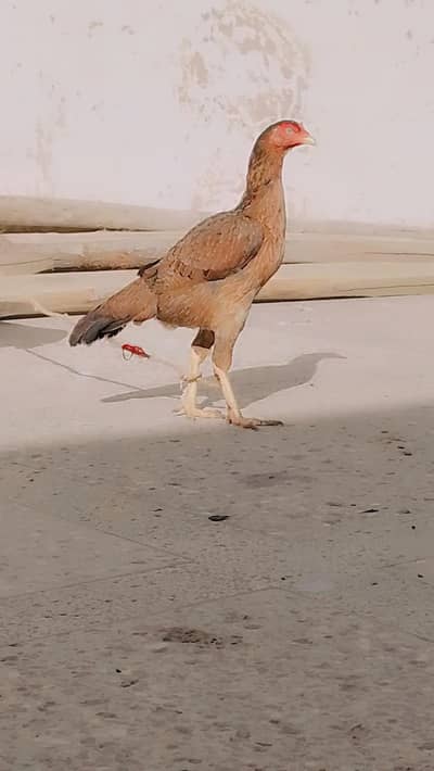 Aseel Jagiri Murgi and Austorlop Misri