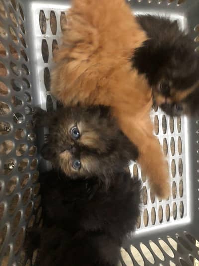 CFA line/ rund big eyes/ pure persian/ cute/ longcoat/ female/  lahore