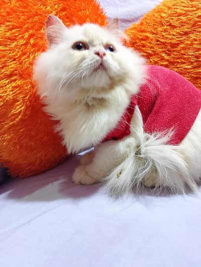 home breed fluffy kittens