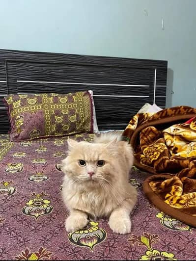 punch face male for sale  03362434974