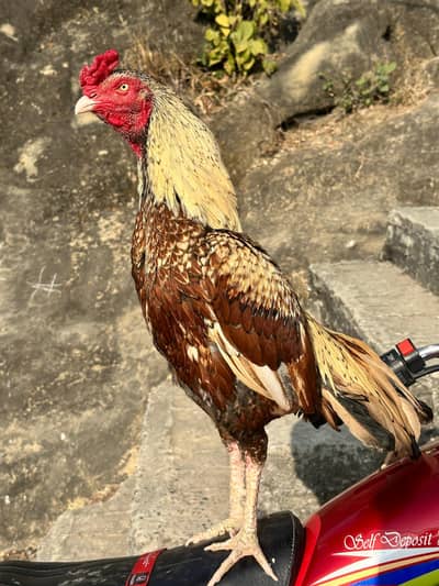 Aseel murgy achi nasal k