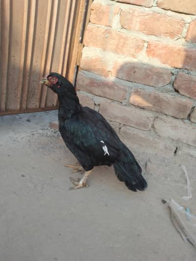 razi amrohi murgi or lakhi Kani murgi for sel