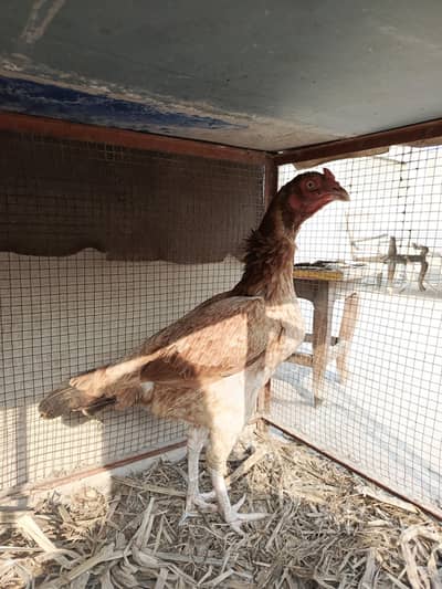 Pure Aseel Breed Hen for Sale