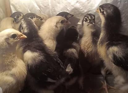 Heritage Australorp Blue & Splash Black | Ayam cemani | Heera Aseel |