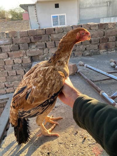 parrot beak female hen