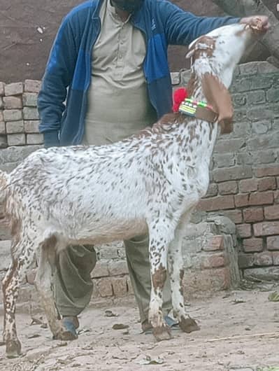 Makhi Chini Phat Confram 100% Gaban Phat