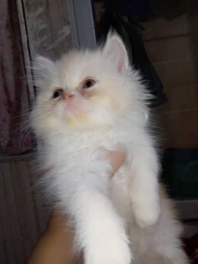 Punch Face Peki Bloodline Kitten/Cat