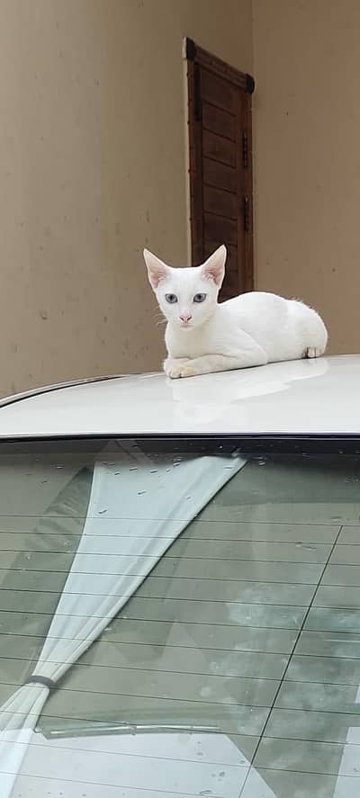 khao manee breed 8 months pair of cats for sell