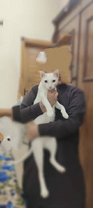 khao manee breed 8 months pair of cats for sell